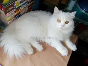 1+ Year Female Purebred Persian