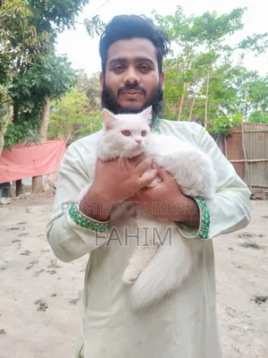 1+ Year Female Purebred Persian