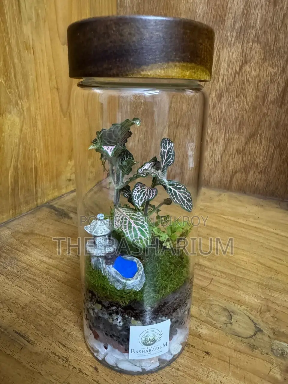 Terrarium Natural