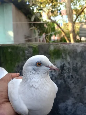 Pigeons for sale