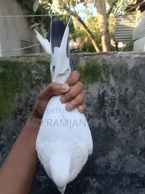 Pigeons for sale