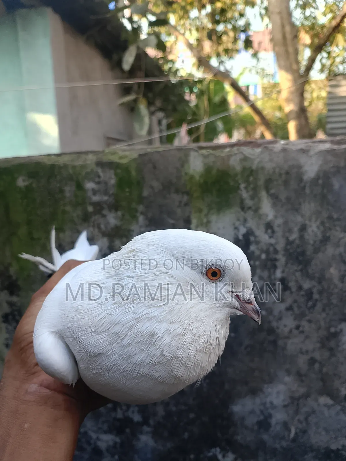 Pigeons for sale