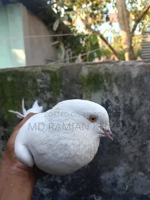 Pigeons for sale