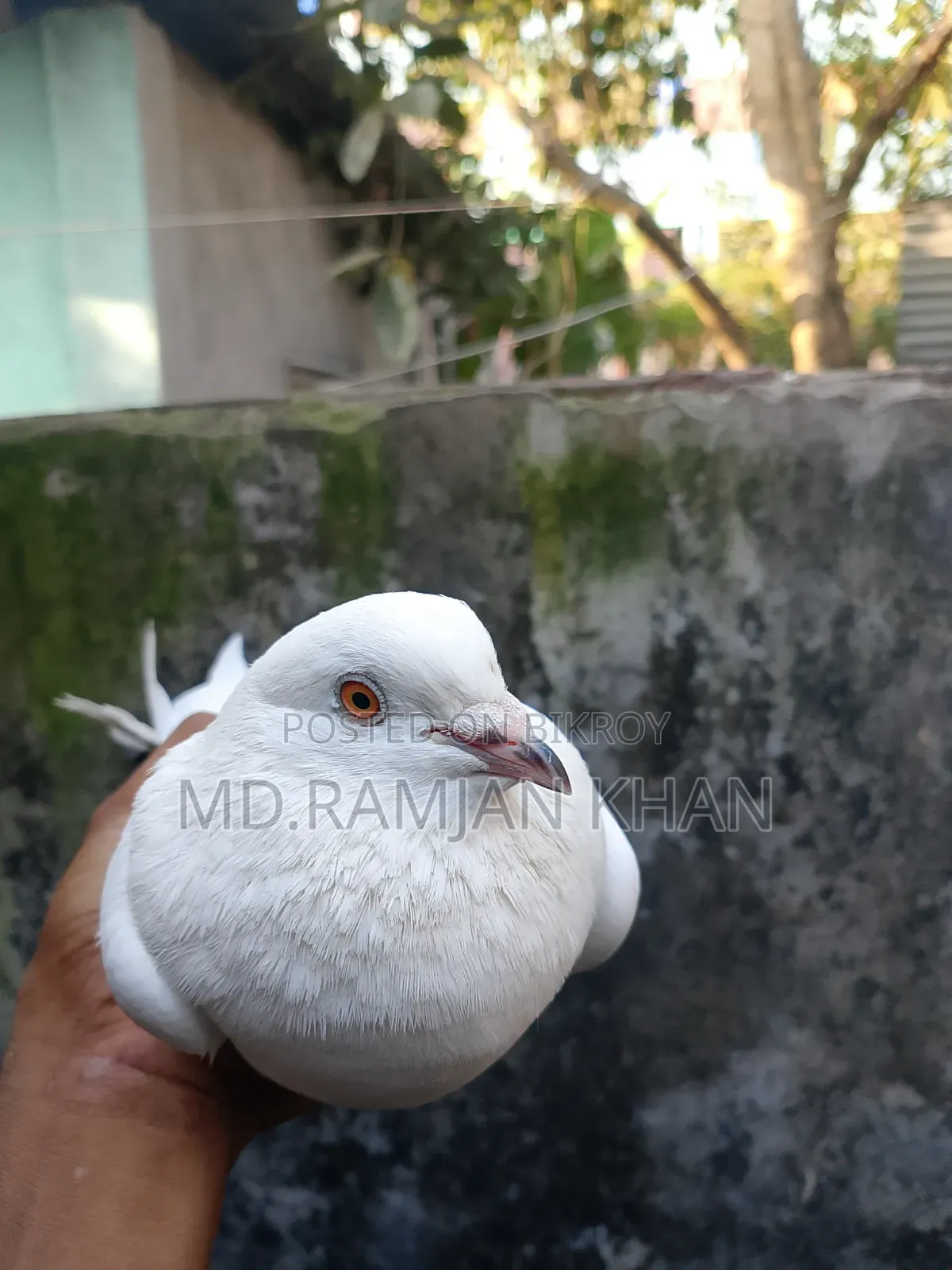 Pigeons for sale