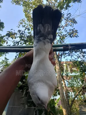 Pigeons for sale