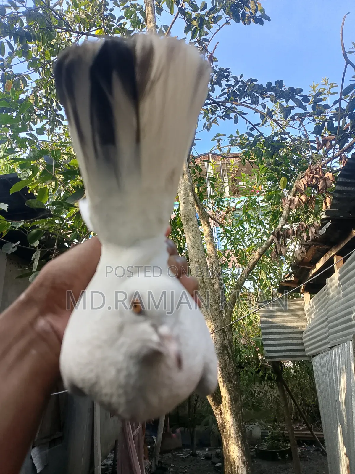 Pigeons for sale