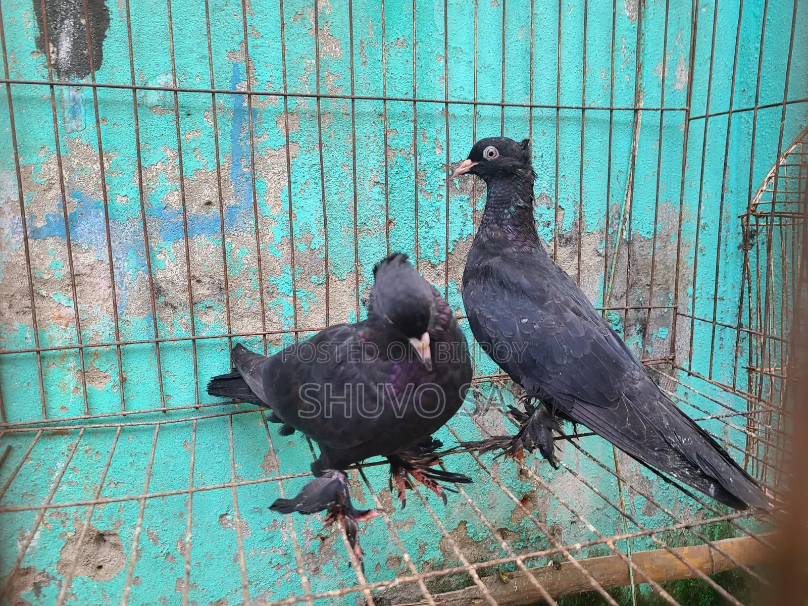 Black Jacobin Pigeon Squab