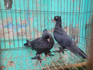 Black Jacobin Pigeon Squab