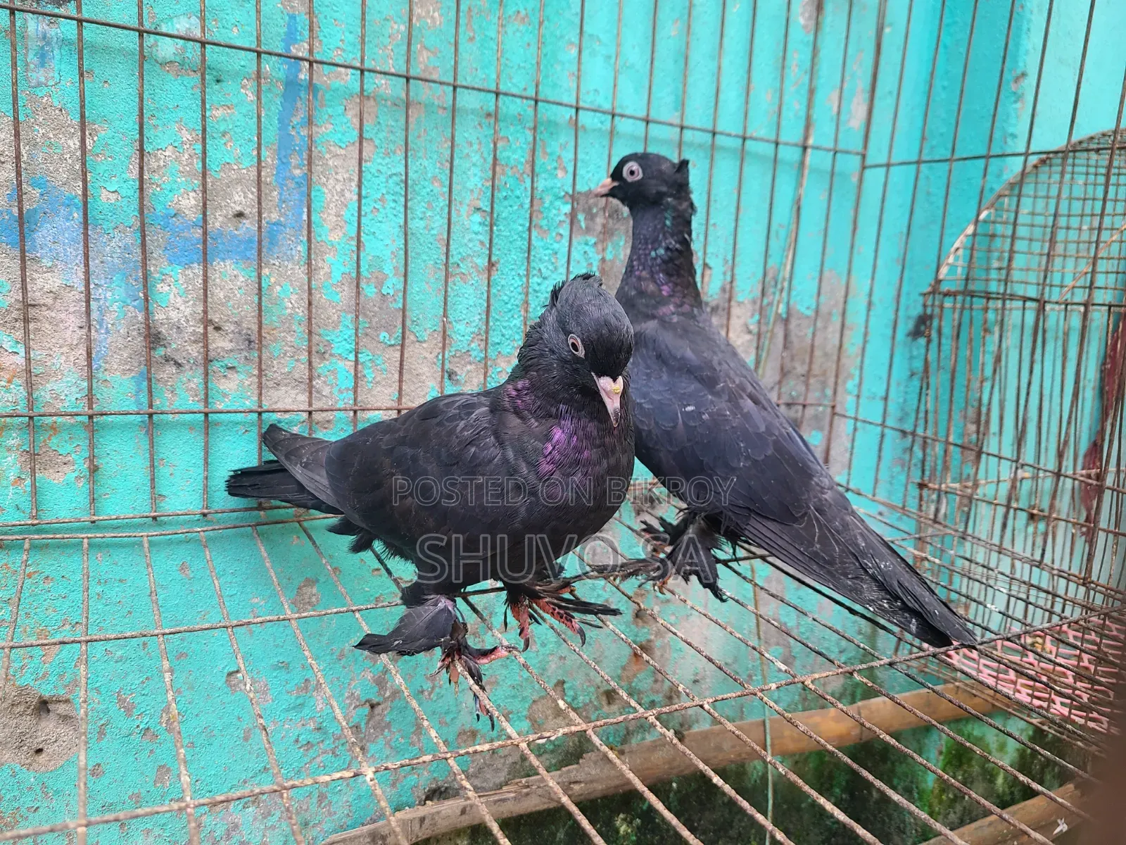 Black Jacobin Pigeon Squab
