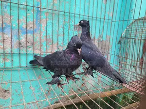 Black Jacobin Pigeon Squab