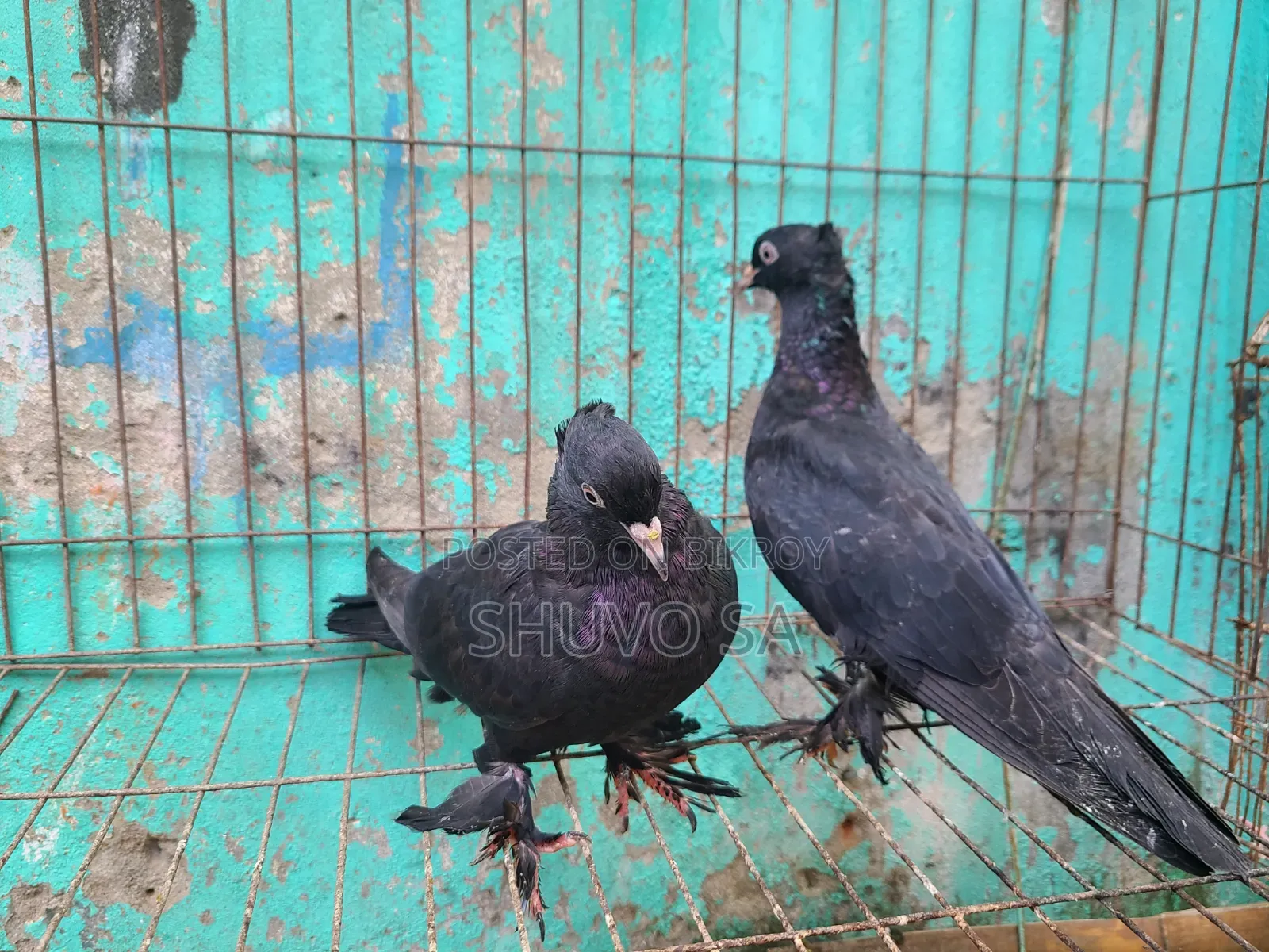 Black Jacobin Pigeon Squab