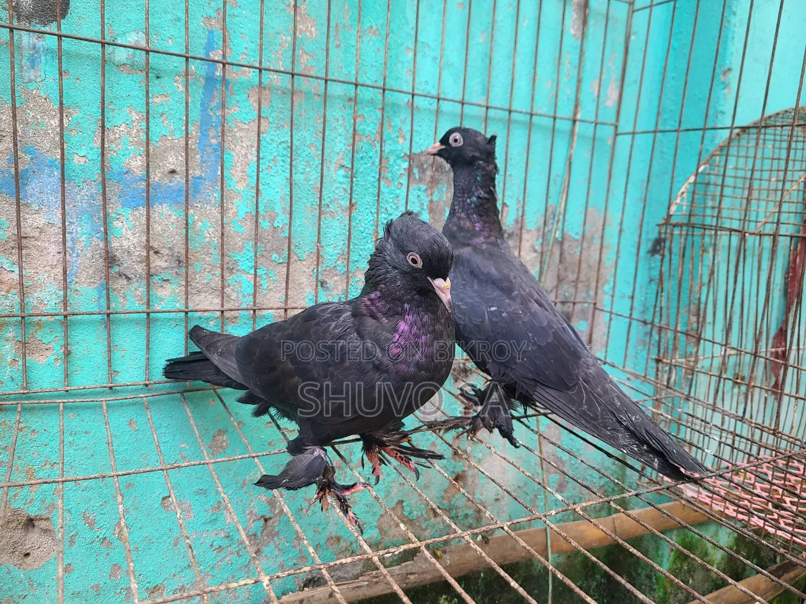 Black Jacobin Pigeon Squab