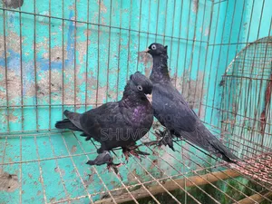 Black Jacobin Pigeon Squab