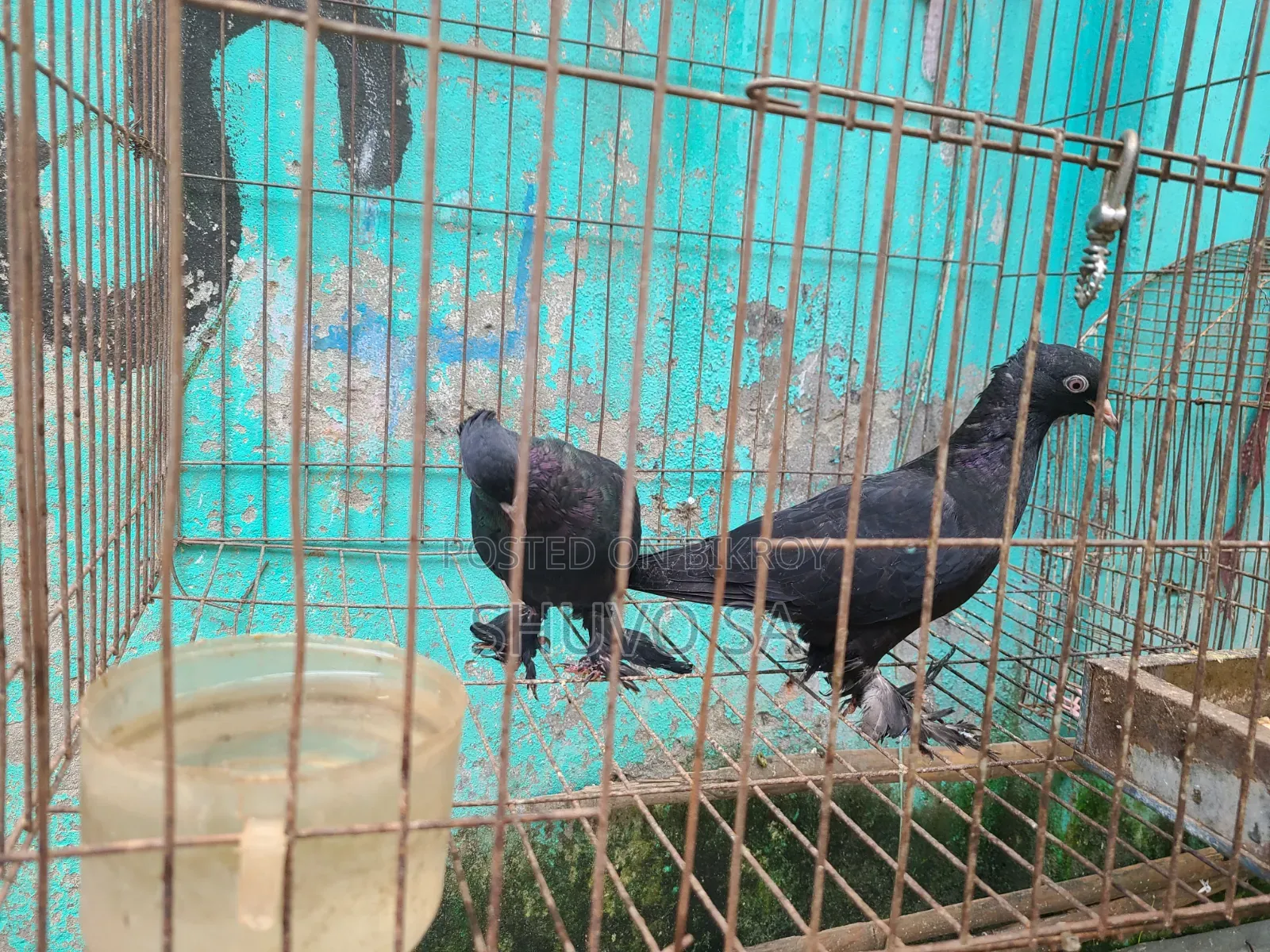 Black Jacobin Pigeon Squab