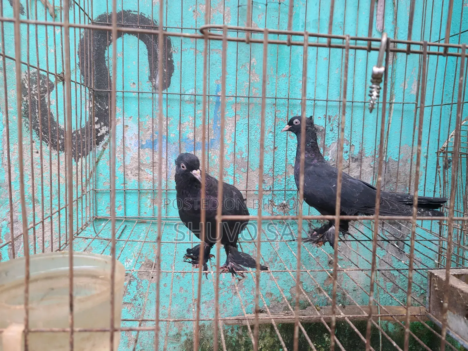 Black Jacobin Pigeon Squab