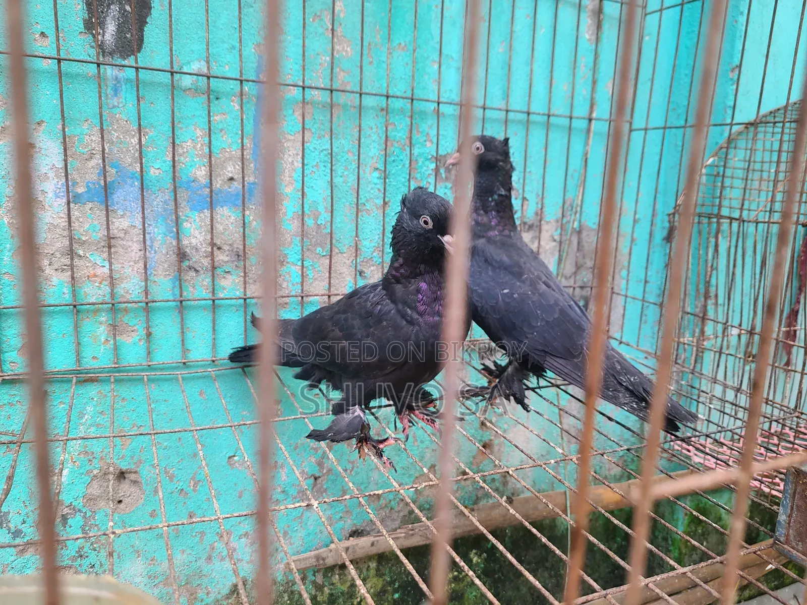 Black Jacobin Pigeon Squab