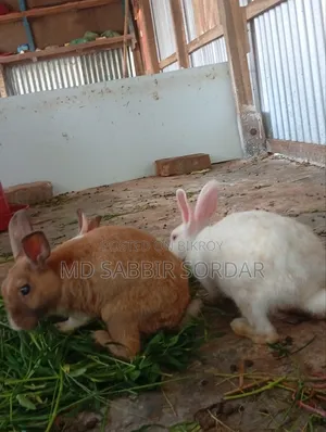 Rabbit for sale