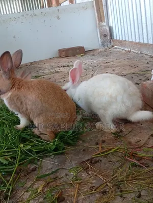 Rabbit for sale