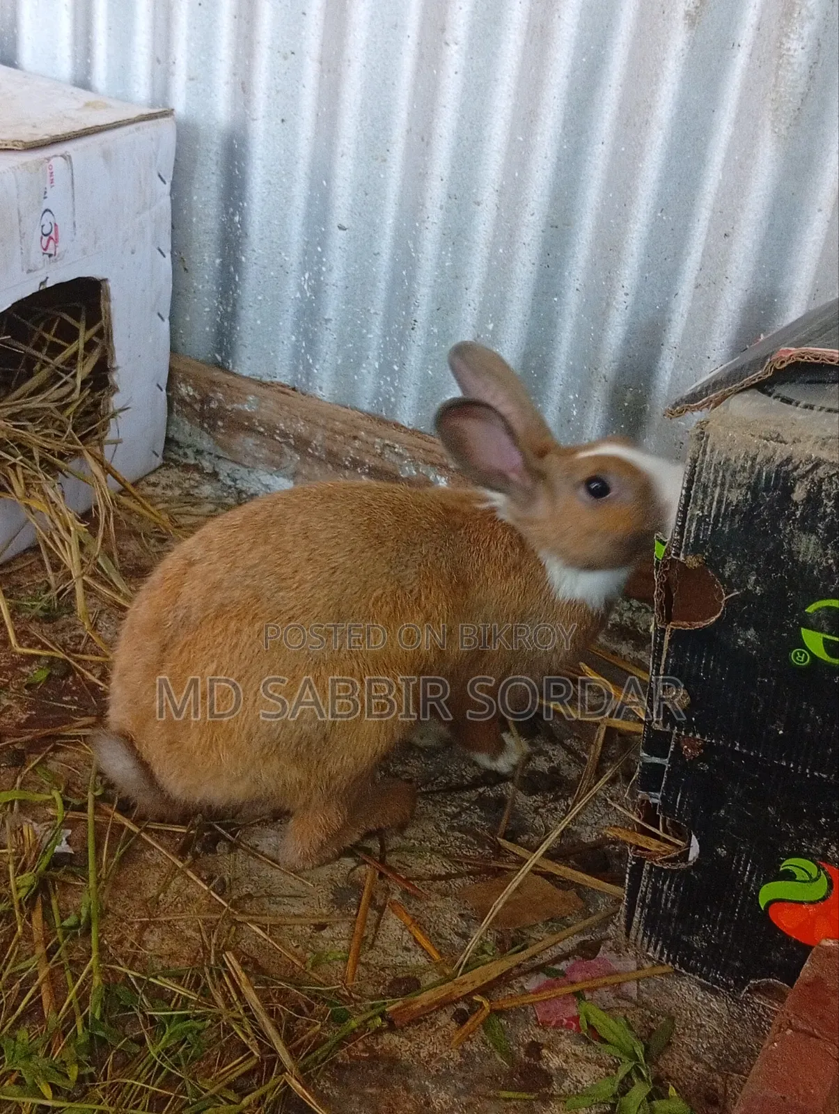 Rabbit for sale