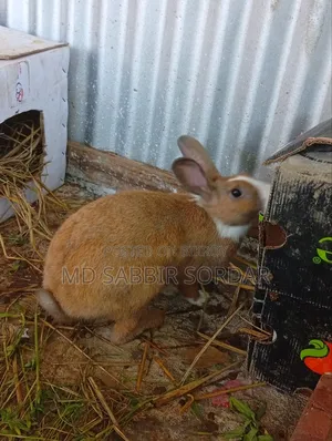 Rabbit for sale