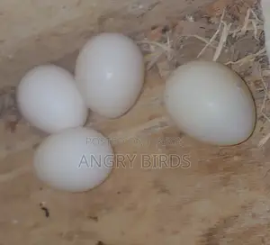 Cockatiel Eggs