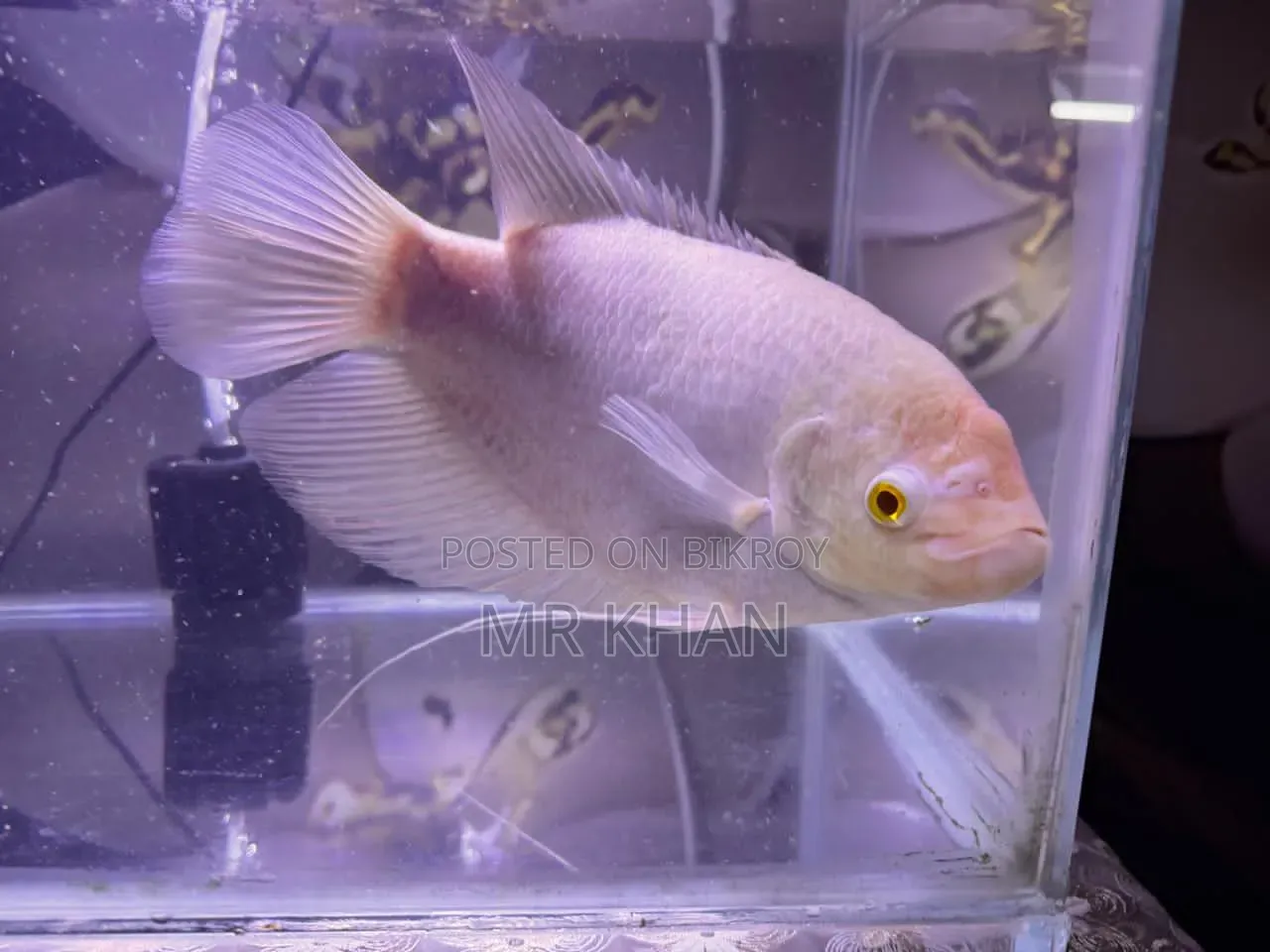 Albino Gourami বড় সাইজ