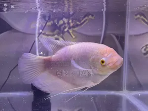 Albino Gourami বড় সাইজ