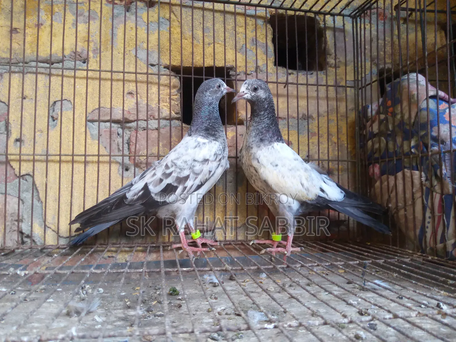 Teddy Pigeon Squab