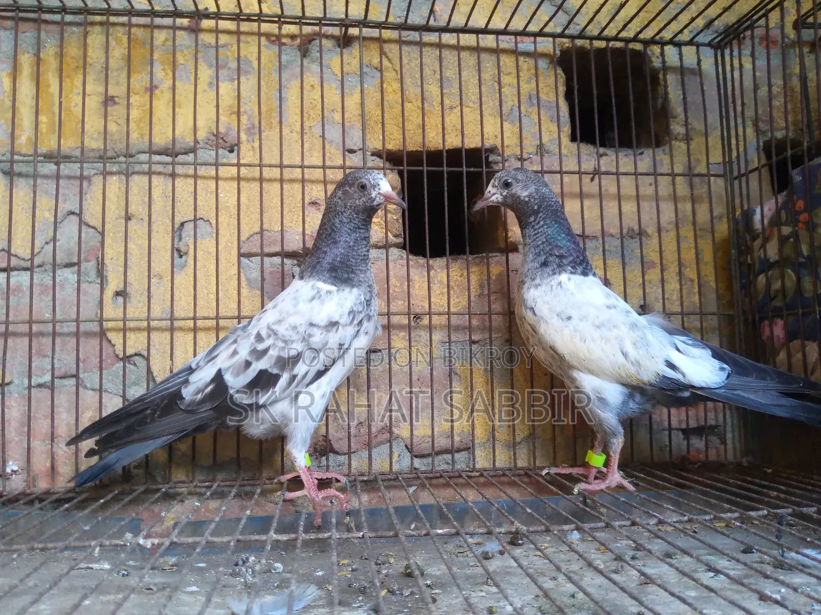Teddy Pigeon Squab