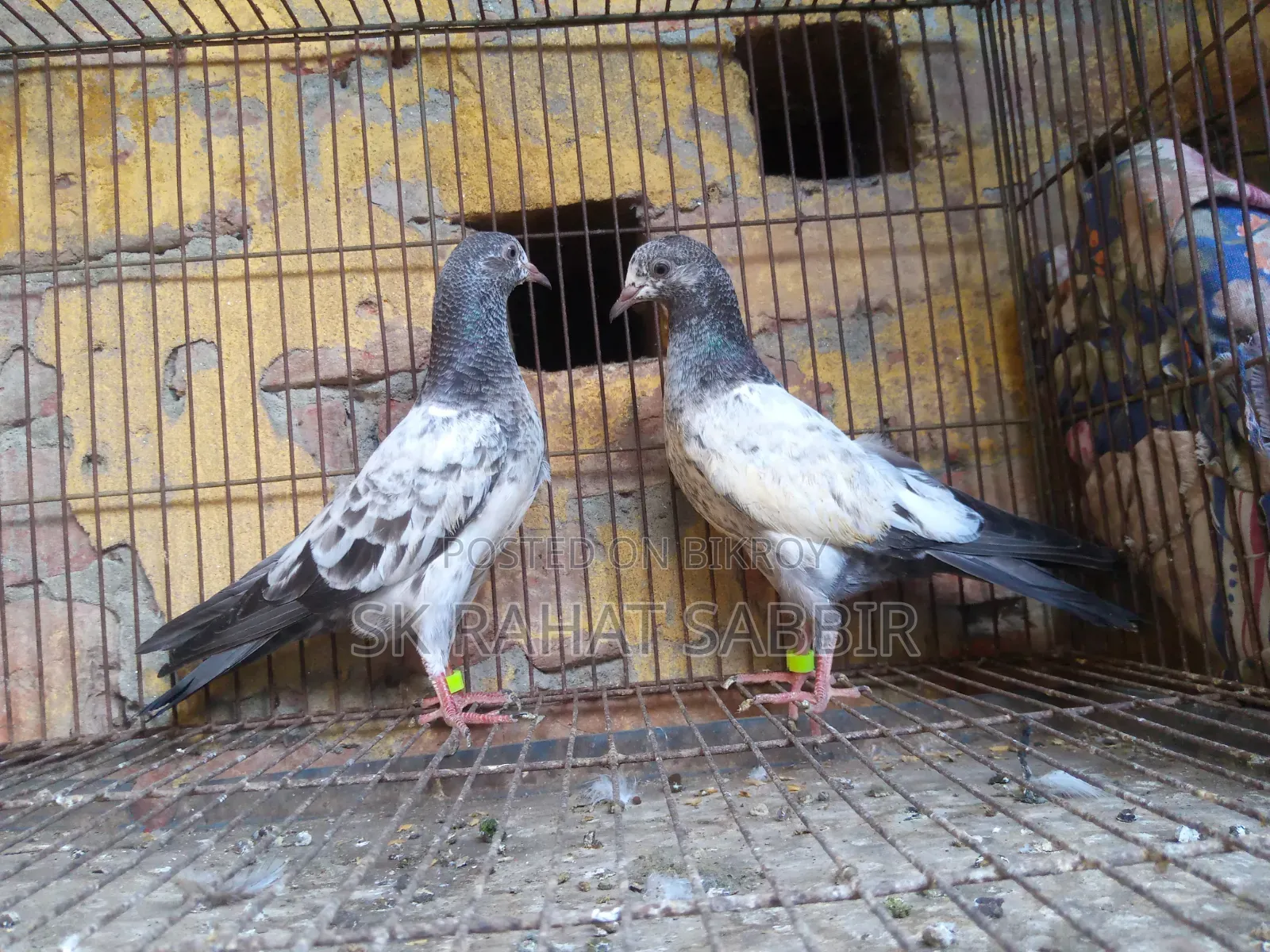 Teddy Pigeon Squab