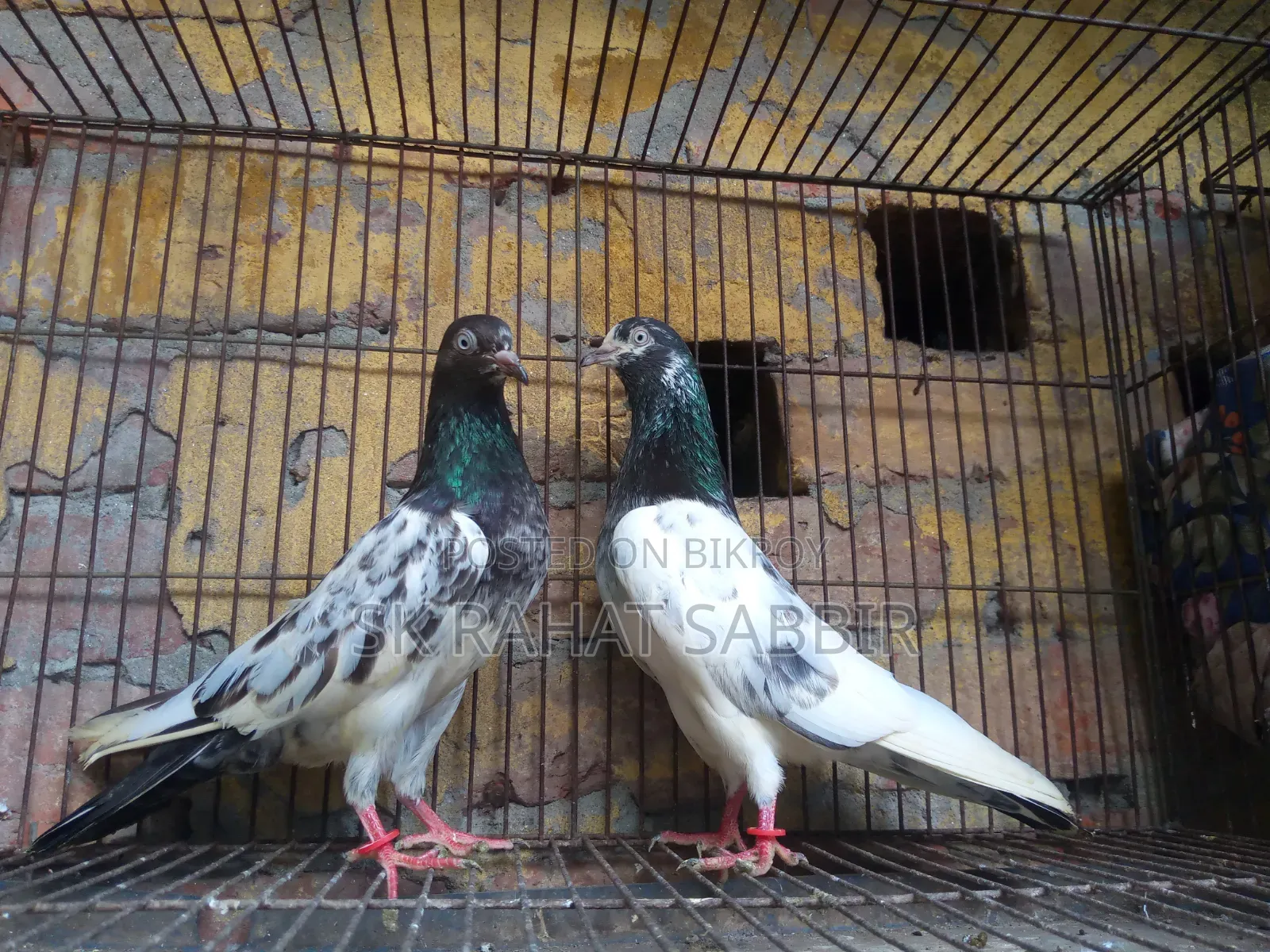 Teddy Pigeon Squab