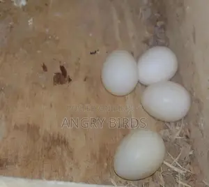Cockatiel Eggs