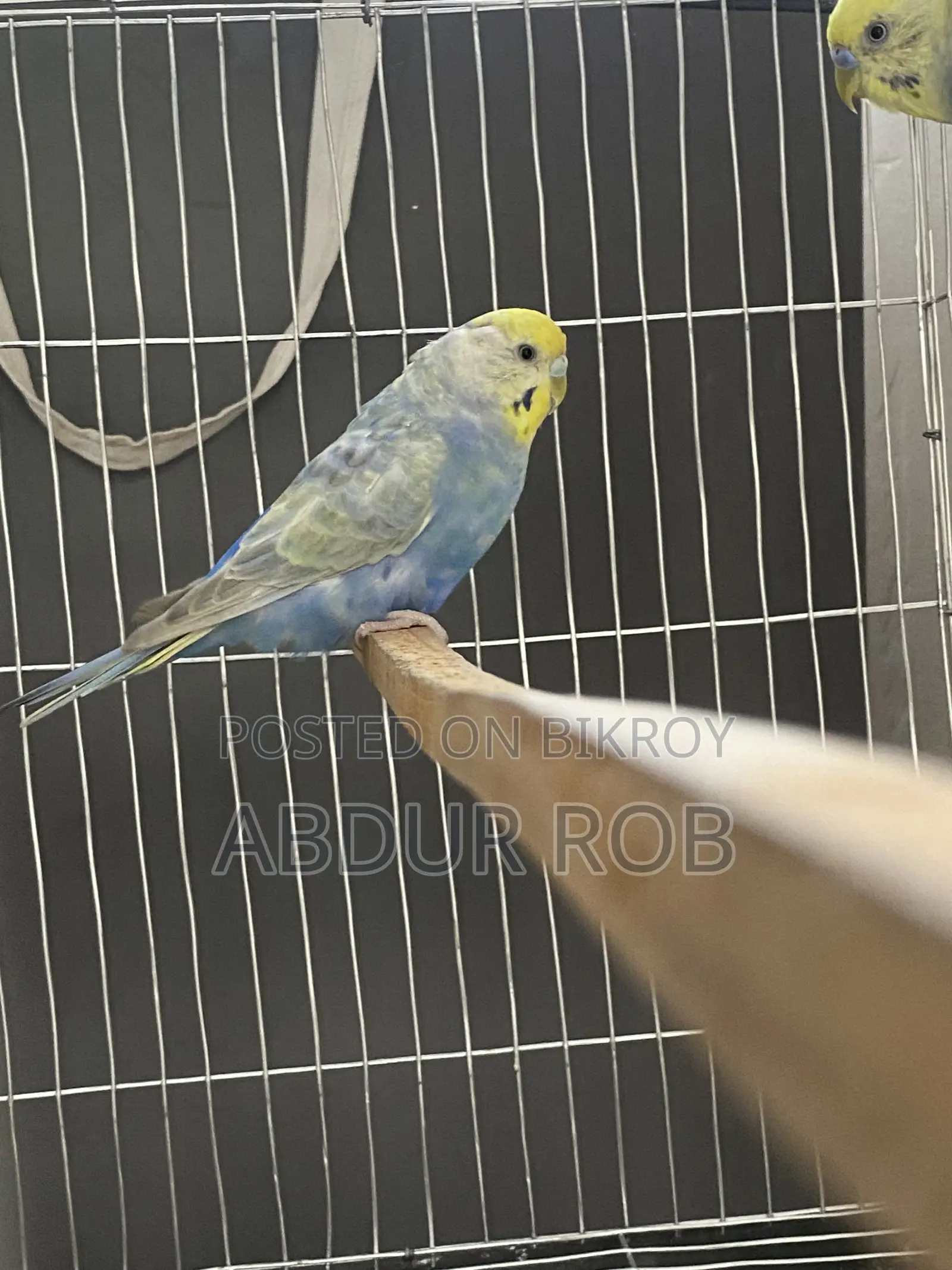 Bird Sale Post