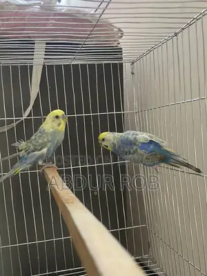Bird Sale Post