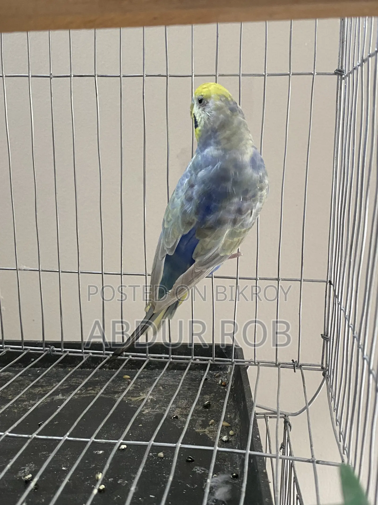 Bird Sale Post