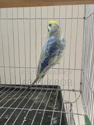 Bird Sale Post