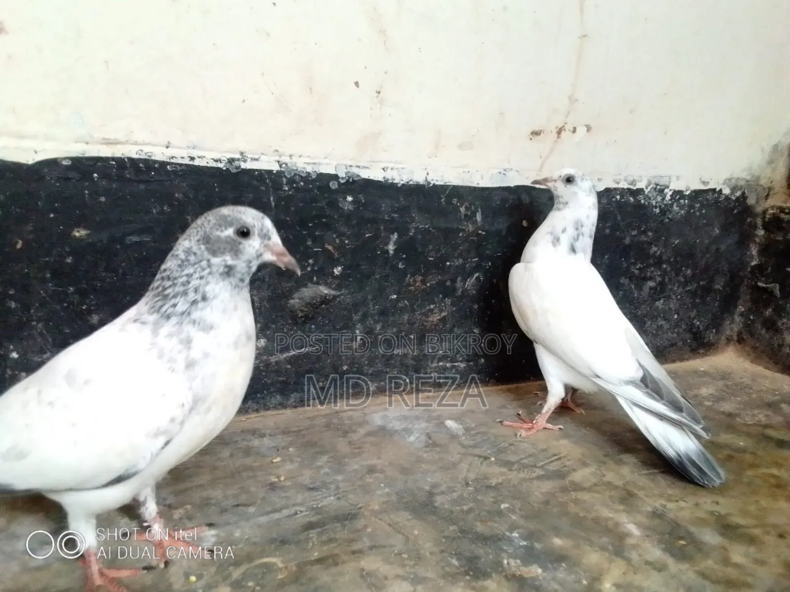 2-month-old pigeon