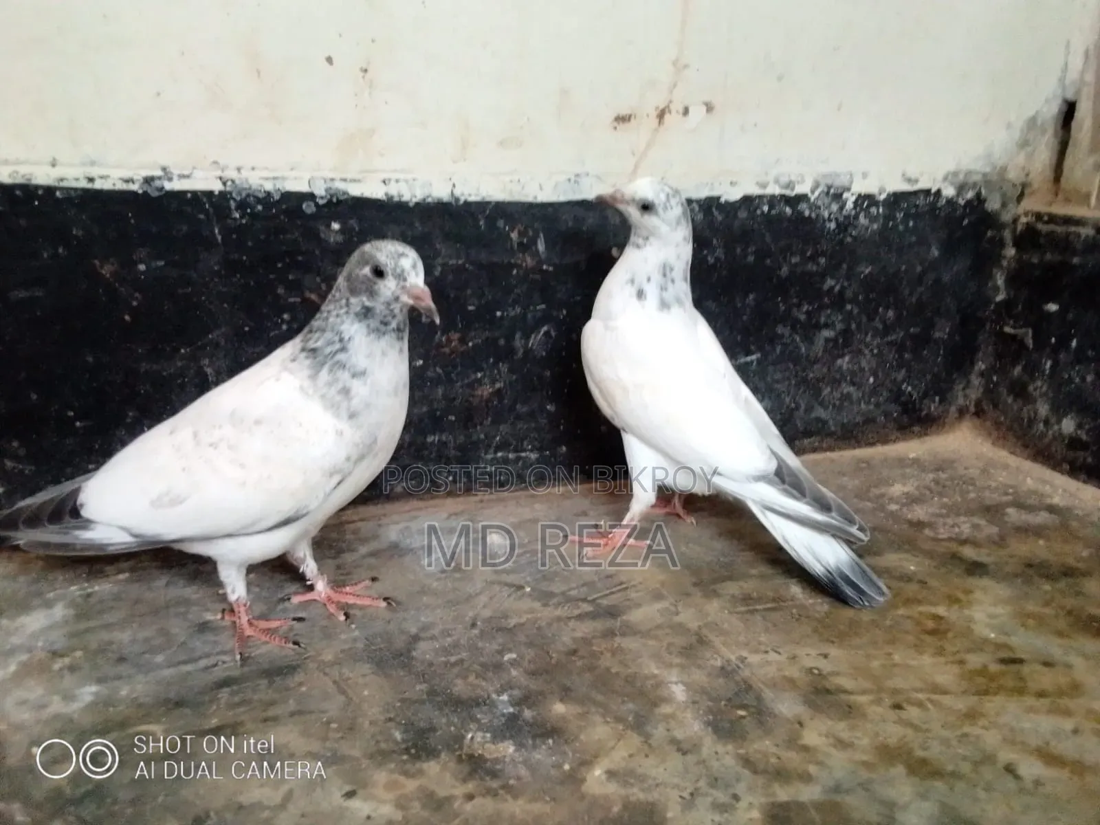 2-month-old pigeon