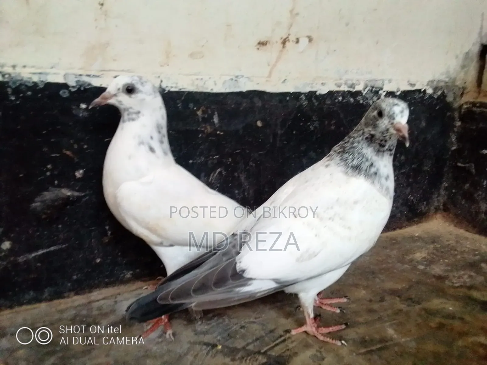 2-month-old pigeon