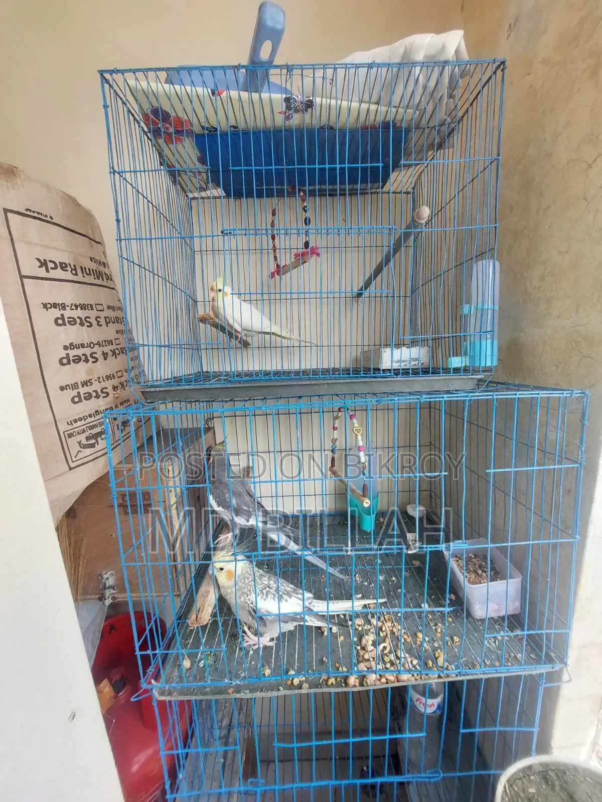 Cockatiel Master Pair With Lutino Baby