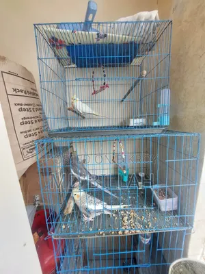Cockatiel Master Pair With Lutino Baby