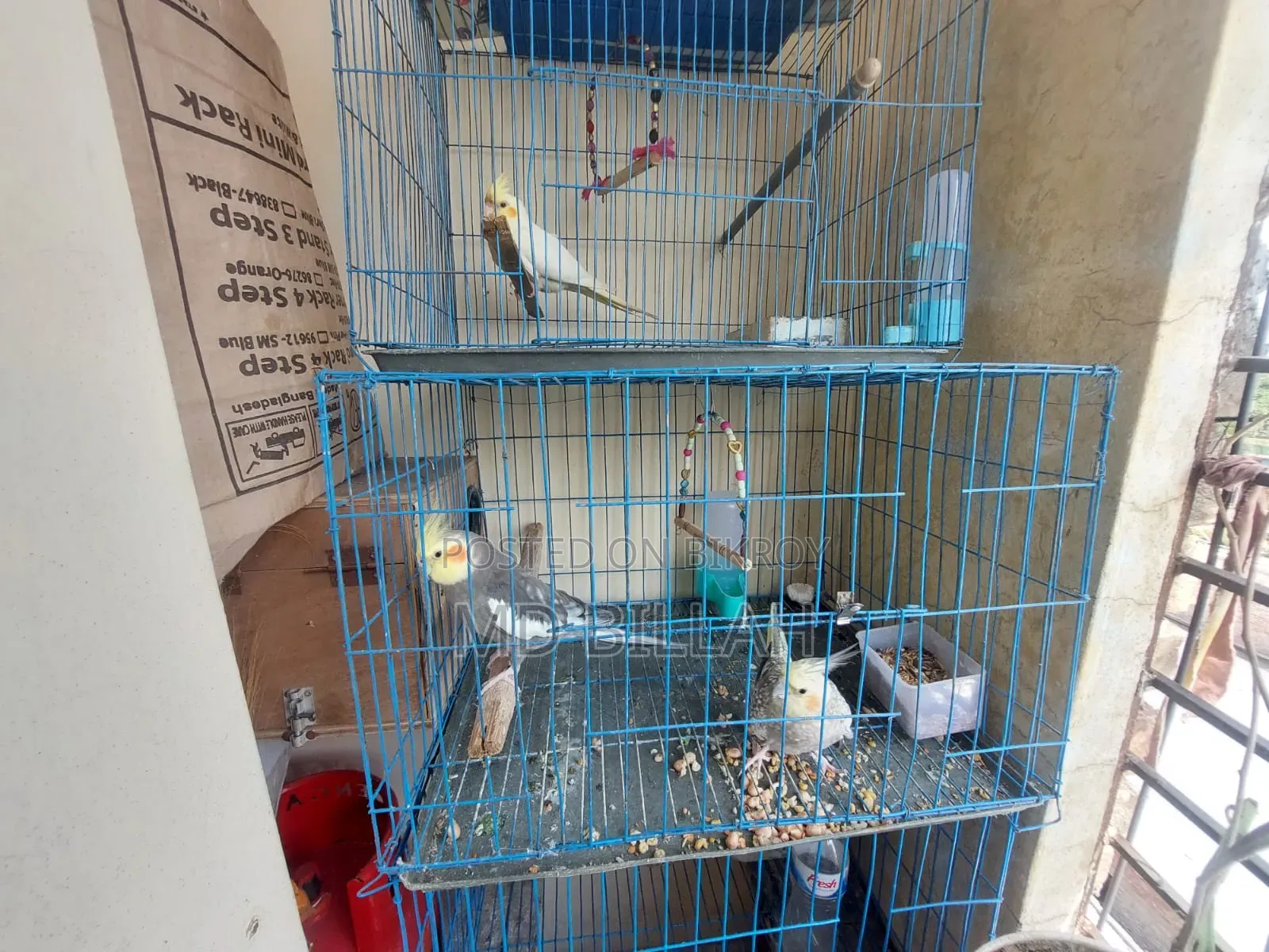 Cockatiel Master Pair With Lutino Baby