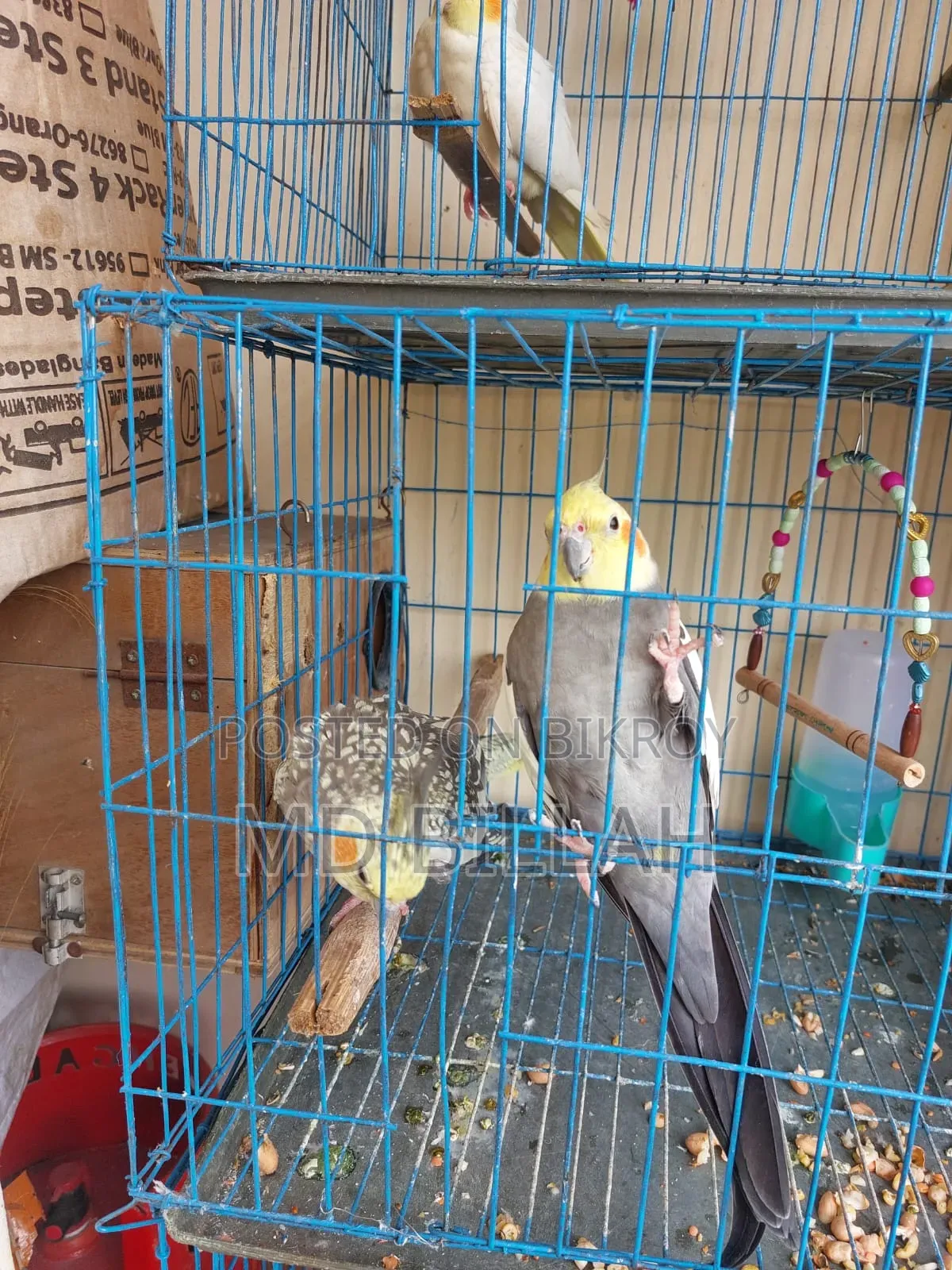 Cockatiel Master Pair With Lutino Baby