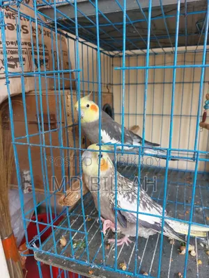 Cockatiel Master Pair With Lutino Baby