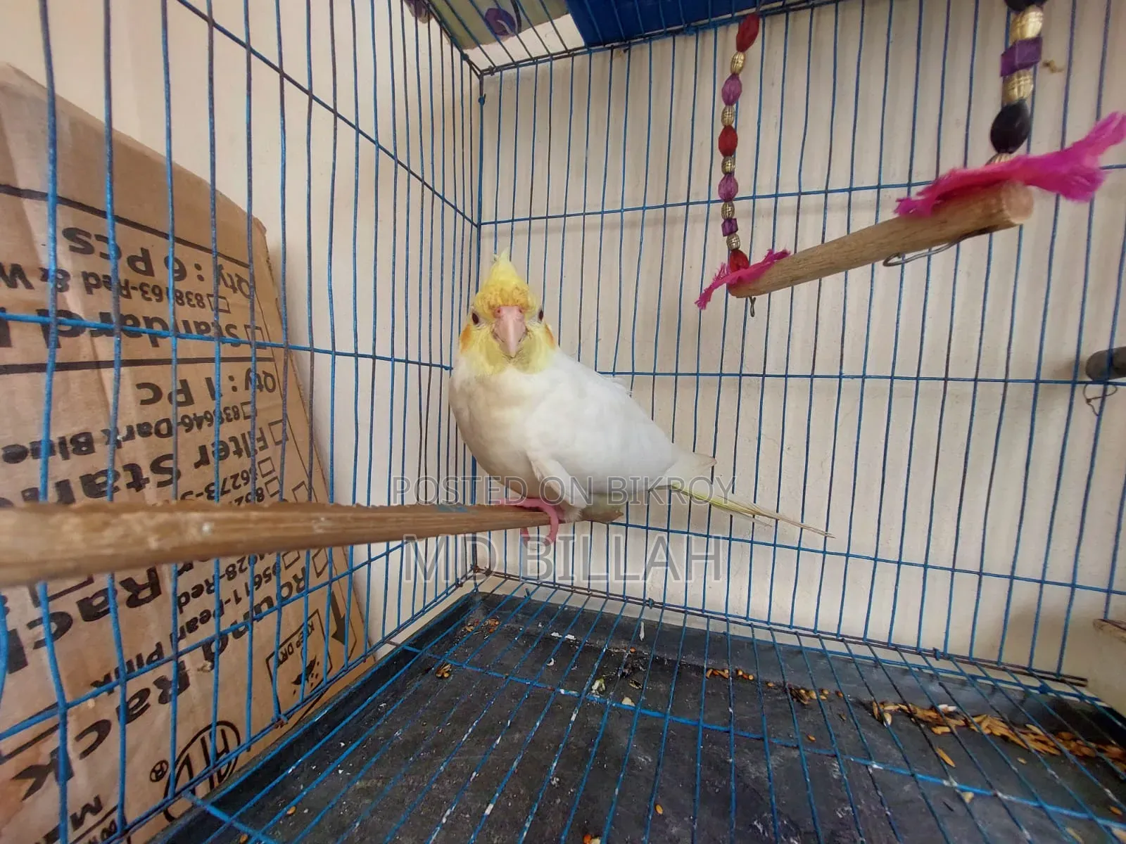 Cockatiel Master Pair With Lutino Baby
