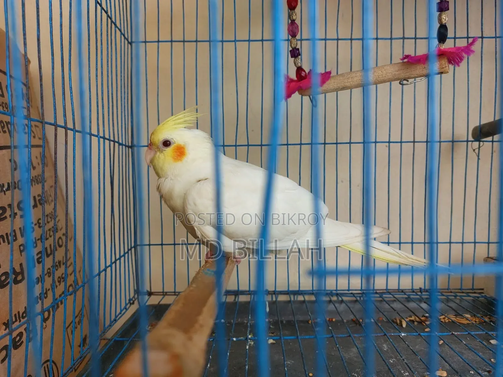 Cockatiel Master Pair With Lutino Baby