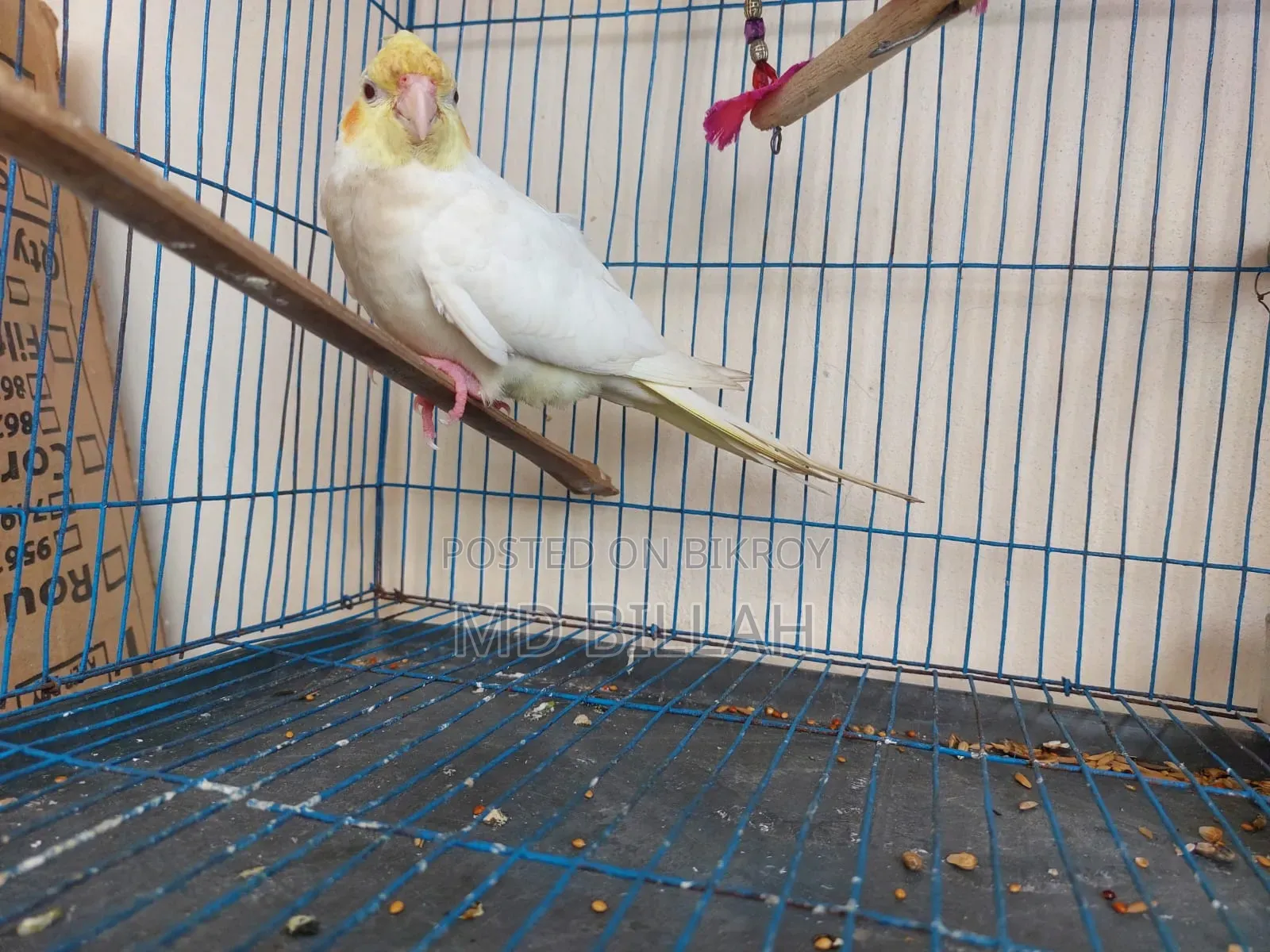 Cockatiel Master Pair With Lutino Baby
