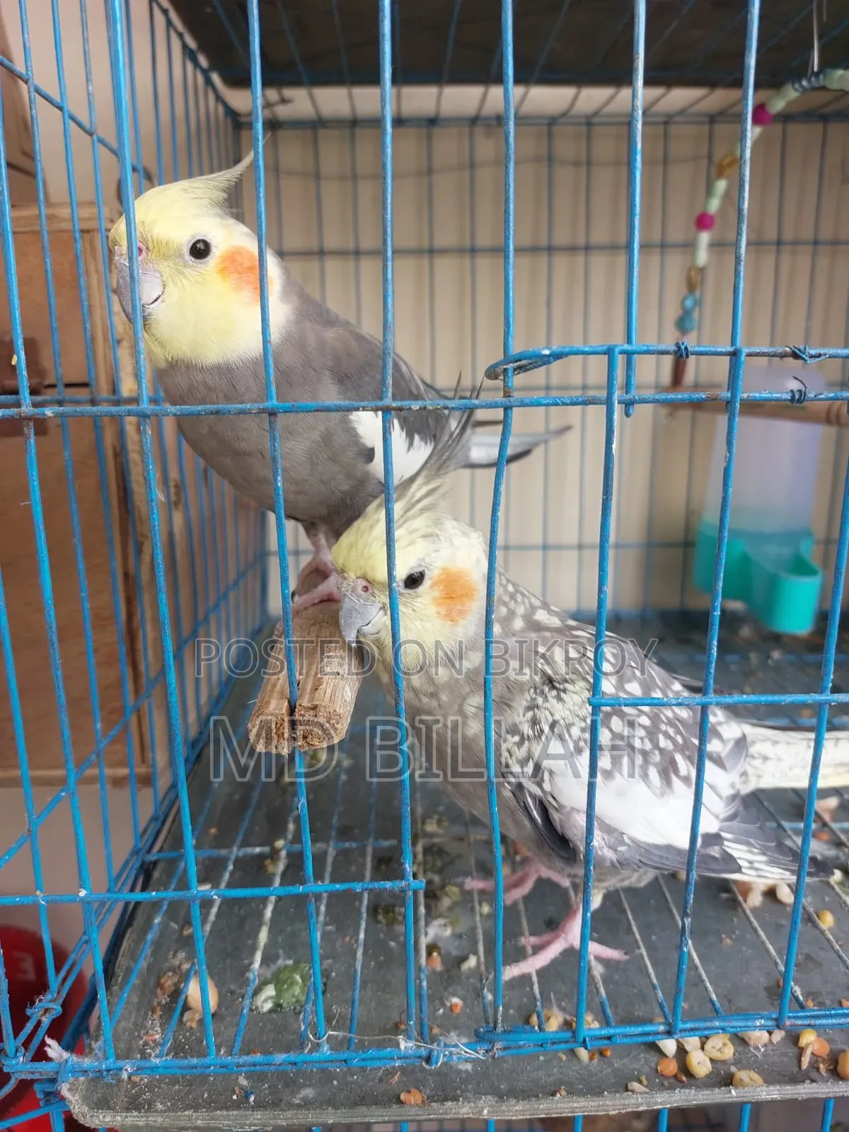 Cockatiel Master Pair With Lutino Baby