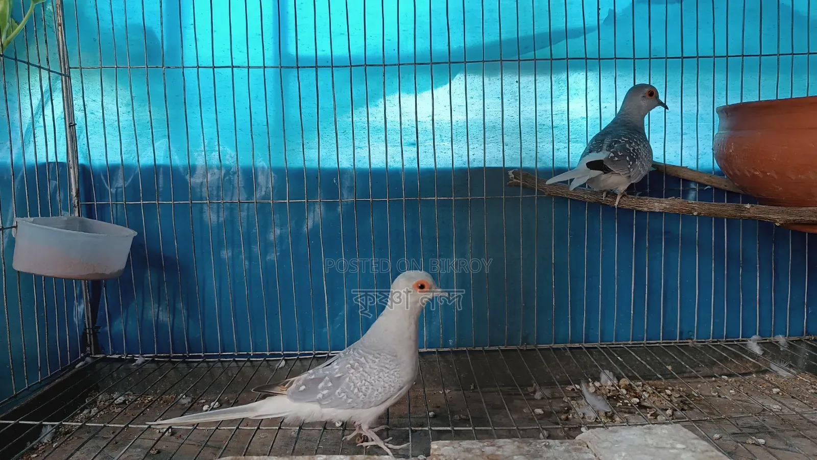 Silver Diamond Dove