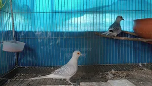 Silver Diamond Dove